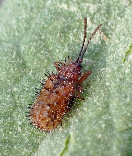 Réf. 231 820 : Dicladispa testacea